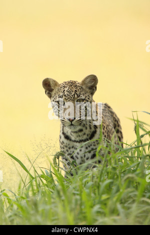 A leopard in the shade of a tree Stock Photo