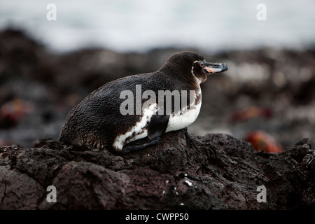 Penguin on a rock in Elizabeth bay, Isabela Island, Galapagos Stock Photo