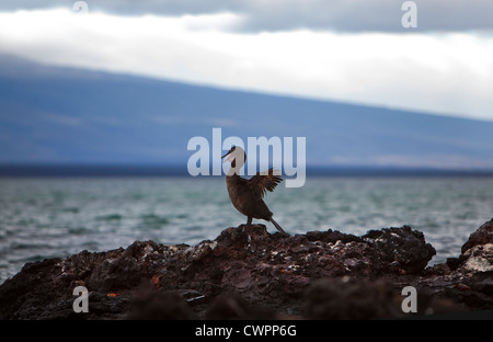 Flightless Cormerant, on a rock in Elizabeth bay, Isabela Island, Galapagos Stock Photo