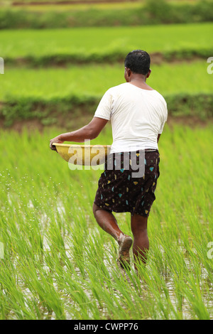 Rural Indian farmer spreading fertilizer Andhra Pradesh South India Stock Photo