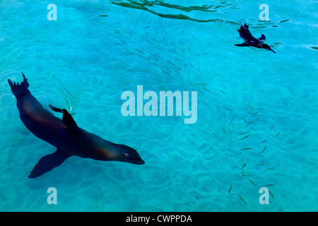 Sea lion & penguin feeding, Puerto Villamil, Isabela Island, Galapagos. Stock Photo