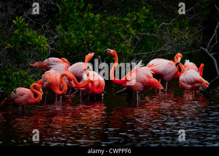 Flamingos in salt water lagoon, Puerta del Jeli, Villamil, Isabella Island, Galapagos, Ecuador Stock Photo