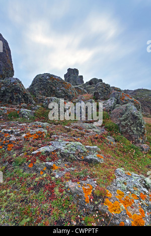 Colourful lichen and wild plants on the rocks at Lands End in Cornwall Stock Photo