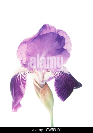 Iris germanica, Iris, Bearded iris Stock Photo