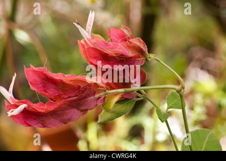 Shrimp plant (Justicia brandegeeana) plant in flower Stock Photo