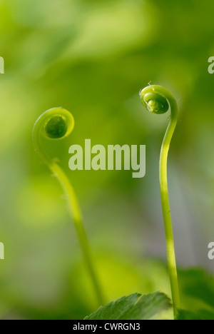 Adiantum raddianum, Fern, Maidenhair fern Stock Photo