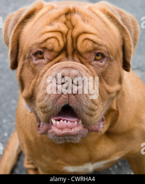 A French mastiff dog Stock Photo