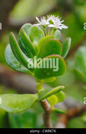Jade plant (Crassula ovata) in bloom in late winter in California garden  Stock Photo - Alamy