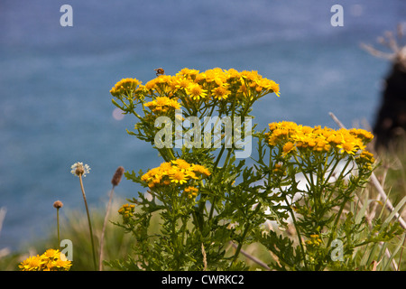Wild Thistles and other wild flowers growing on cliff tops of Cornwall England UK. Stock Photo