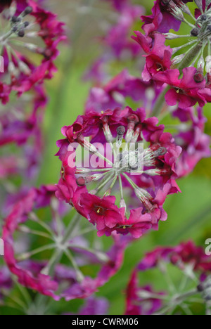 Primula japonica, Primula, Primrose, Candelabra primrose Stock Photo