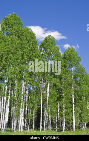 grove of aspen trees in the spring with blue sky and white cloud Stock Photo