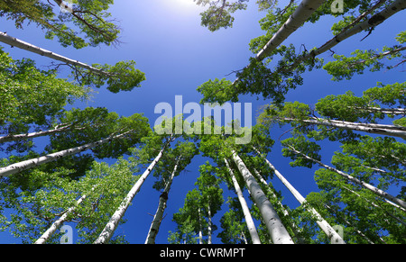 wide angle image looking up in an aspen grove to the aspen tree tops with green leaves and blue sky Stock Photo