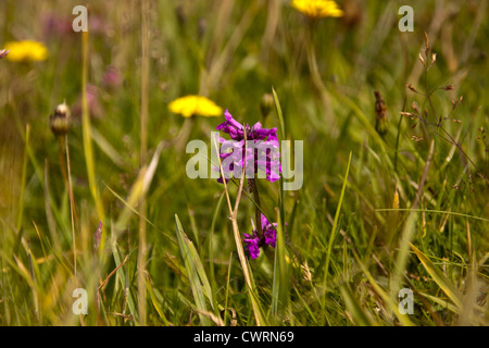 Wild Thistles and other wild flowers growing on cliff tops of Cornwall England UK. Stock Photo