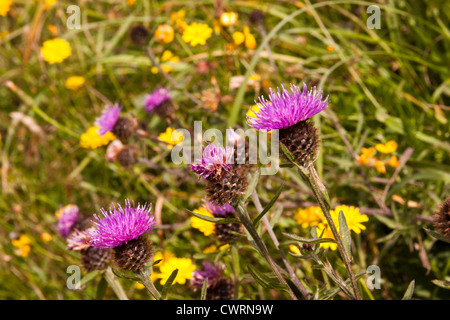 Wild Thistles and other wild flowers growing on cliff tops of Cornwall England UK. Stock Photo