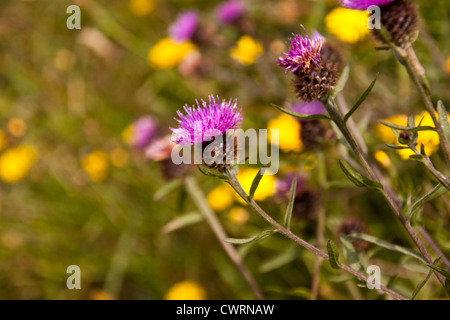 Wild Thistles and other wild flowers growing on cliff tops of Cornwall England UK. Stock Photo