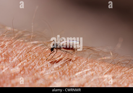 closeup of mosquito biting human skin. Dengue, zika and chikungunya ...