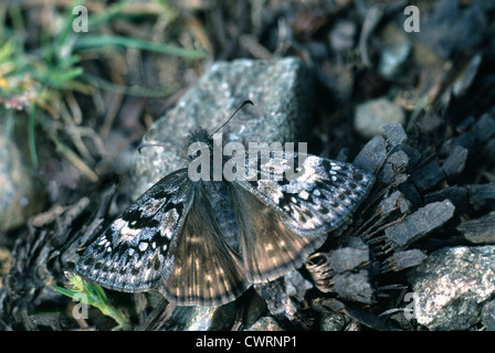 Propertius Duskywing Butterfly (Erynnis propertius) camouflaged on Ground - Southern British Columbia to Baja California Norte Stock Photo