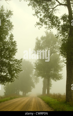 Gravel road surrounded by old trees drown in early morning fog. Stock Photo