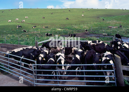 Point Reyes National Seashore, California, USA - Holstein Cows grazing in a Corral and on a Hill / Pasture at Historic ‘A’ Ranch Stock Photo