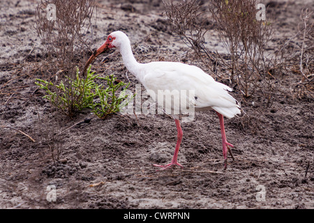 American White Ibis, Eudocimus albus, hunting (digging) for food in mud flats of coastal marshes on South Padre Island, Texas. Stock Photo