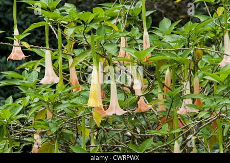 Angel's Trumpet flower tree (Brugmansia) in the tropical gardens of Arenal Observatory Lodge in La Fortuna, Costa Rica. Stock Photo