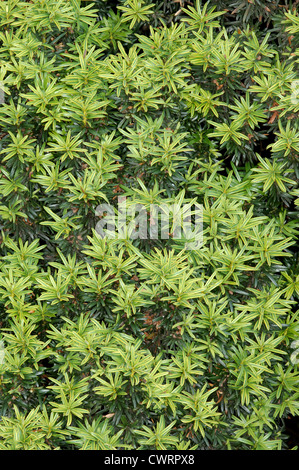 Irish Yew Taxus baccata ‘Fastigiata’ Stock Photo