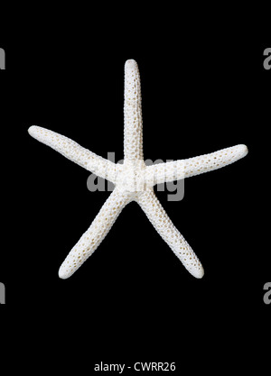 close up image of white starfish on black background Stock Photo