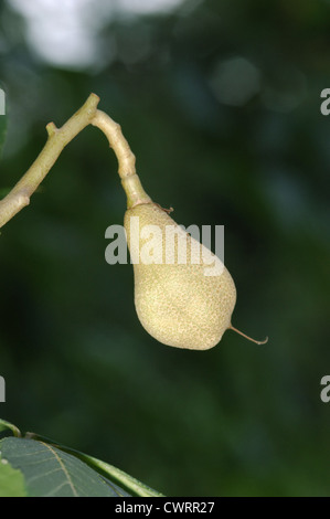 Yellow Buckeye (Sweet Buckeye) Aesculus flava (Hippocastanaceae) Stock Photo