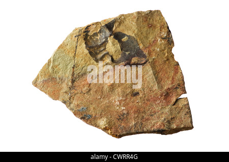 Cambrian shale rock with broken Ollenelid trilobite fossil in it isolated on white background Stock Photo