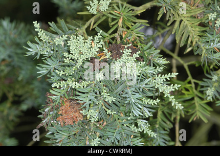 Chilean Plum Yew Prumnopitys andina (Podocarpus andinus) (Podocarpaceae) Stock Photo