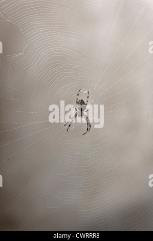 Common garden Spider on it's web. England UK Stock Photo