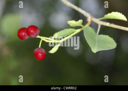 Saint Lucie Cherry Prunus mahaleb (Rosaceae) Stock Photo