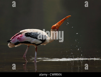 Painted Stork drinking water Stock Photo