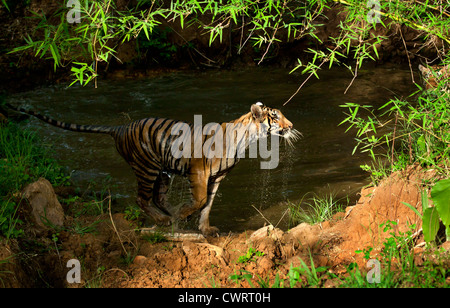 Jumping Tiger (Panthera tigris) dripping water Stock Photo