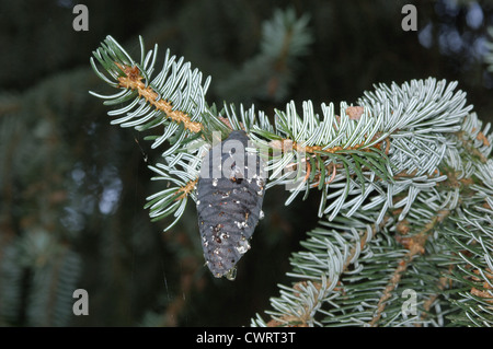 Serbian Spruce Picea omorika (Pinaceae) Stock Photo