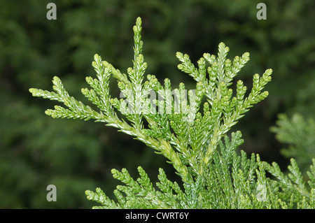 Hiba Thujopsis dolabrata (Cupressaceae) Stock Photo