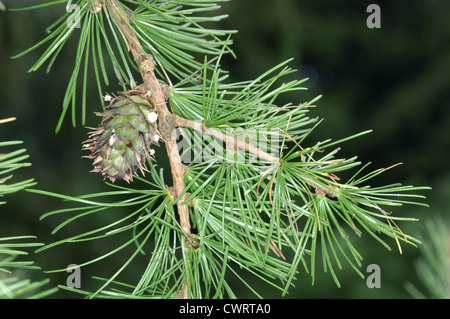 Western Larch Larix occidentalis (Pinaceae) Stock Photo