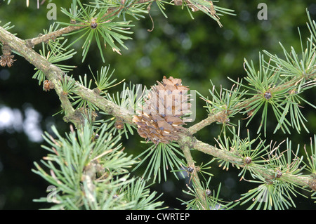 Dahurian Larch Larix gmelinii (Pinaceae) Stock Photo