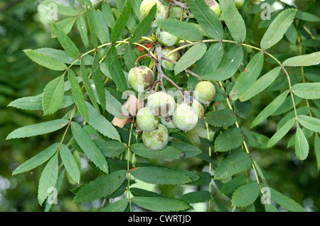 Service-tree Sorbus domestica (Rosaceae) Stock Photo