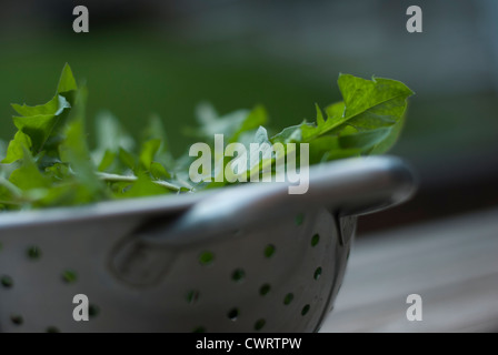 Dandelion - Taraxacum officinale Leaves in Metal Colander on wood slat table. Stock Photo