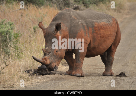 White rhinoceros covered with red mud sneering elephant poo. Stock Photo
