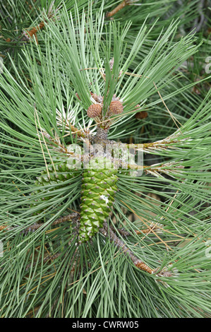 Maritime Pine Pinus pinaster (Pinaceae) Stock Photo