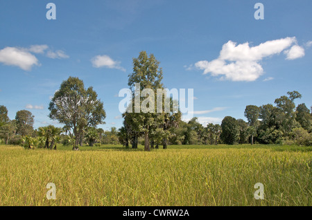 countryside rice field near Siem Reap Cambodia Asia Stock Photo