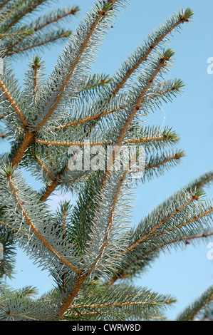 Sitka Spruce Picea sitchensis Pinaceae Stock Photo