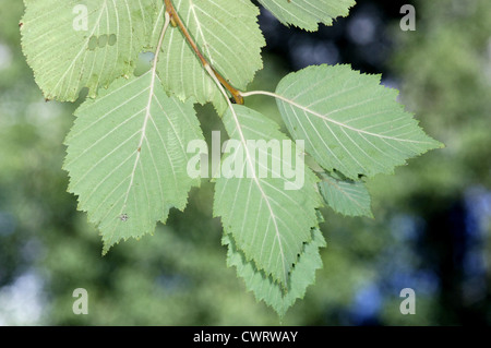 Grey Alder Alnus incana (Betulaceae) Stock Photo