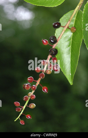 Portugal Laurel Prunus lusitanica (Rosaceae) Stock Photo