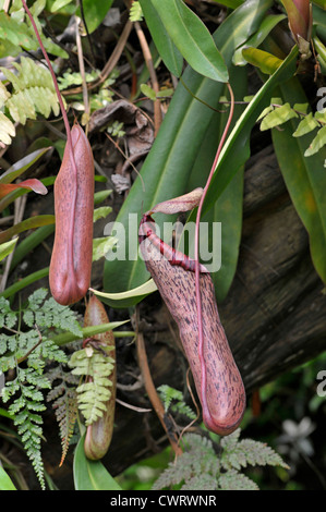 Pitcher Plant: Nepenthes spectabilis x ventricosa Stock Photo