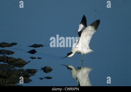 Avocet (Recurvirostra avosetta) adult  wing stretching Marshside RSPB Reserve Southport Merseyside Stock Photo