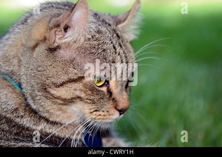 Profile of a beautiful Highlander Lynx cat outside deep in thought. Stock Photo