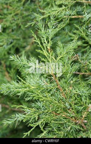 Chinese Juniper Juniperus chinensis (Cupressaceae) Stock Photo